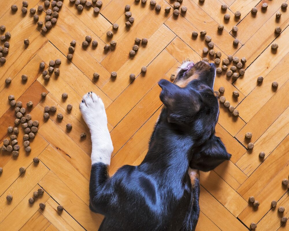 A dog eating dry dog food