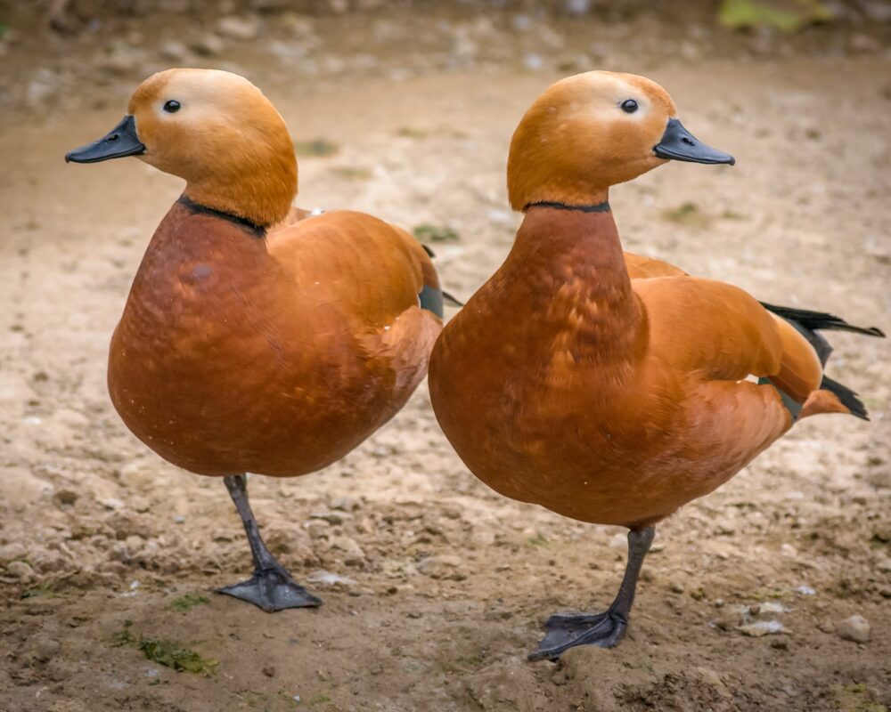 two-duplicate-brown-ducks