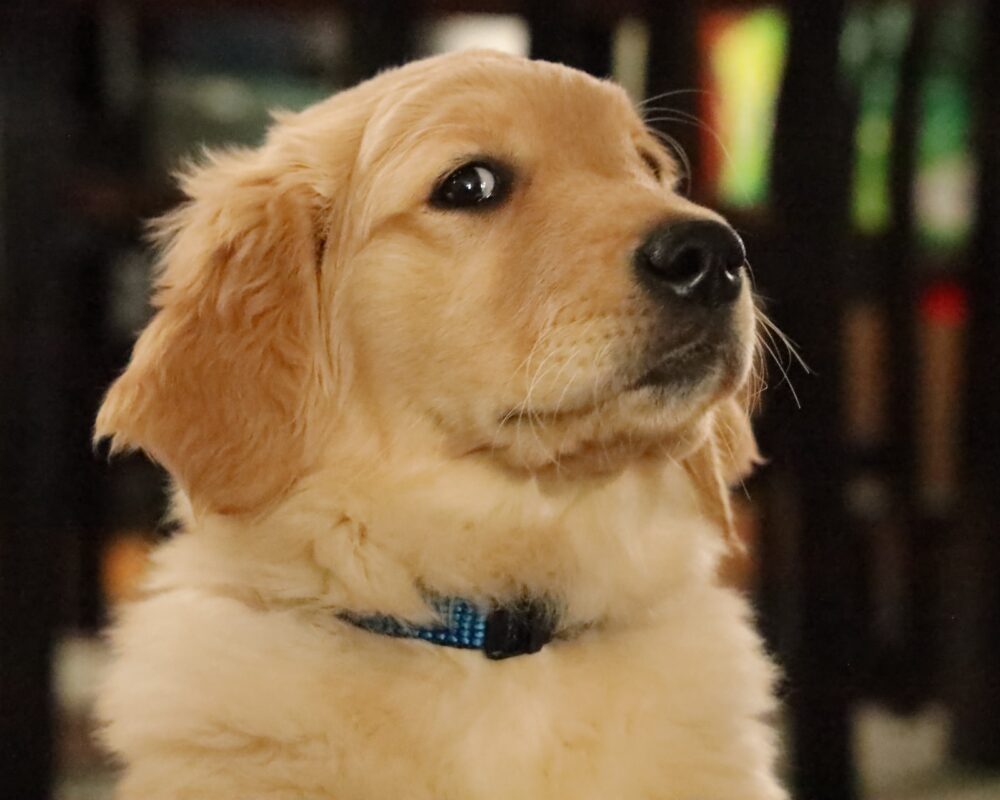 golden-retriever-with-a-funny-look
